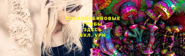 крисы Корсаков